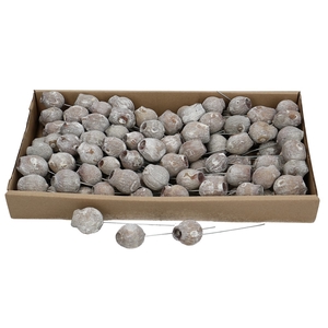Droogvrucht BellGums/draad x100