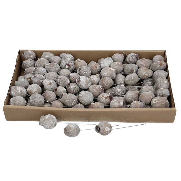 <h4>Droogvrucht BellGums/draad x100</h4>