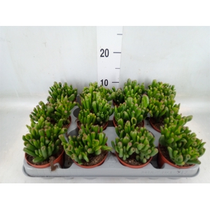 Crassula ovata 'Gollum'