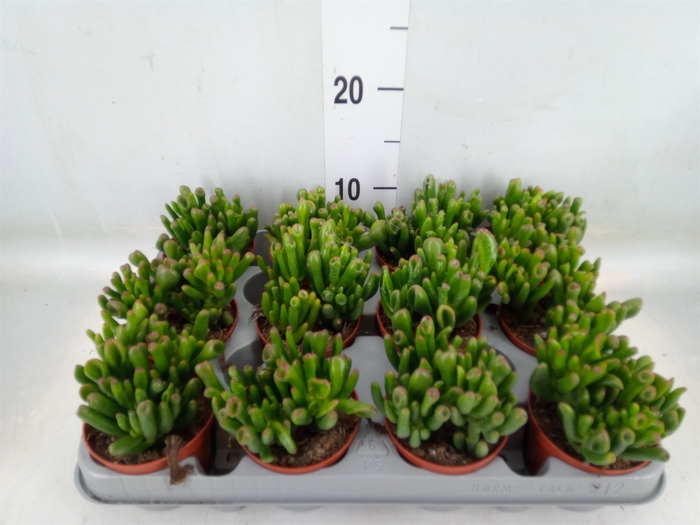 <h4>Crassula ovata 'Gollum'</h4>