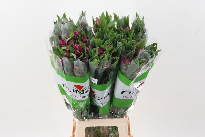 <h4>Alstr Mykonos Fu</h4>