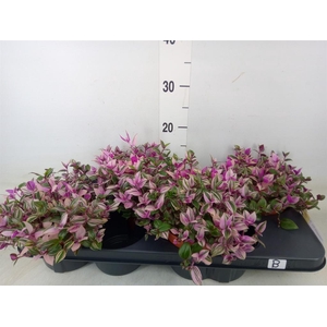 Tradescantia flum. 'Quadricolor'