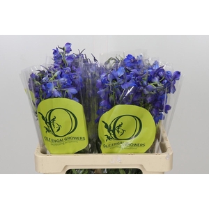 Delphinium Oriental Blue