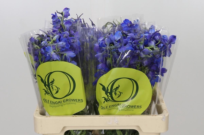 <h4>Delphinium Oriental Blue</h4>