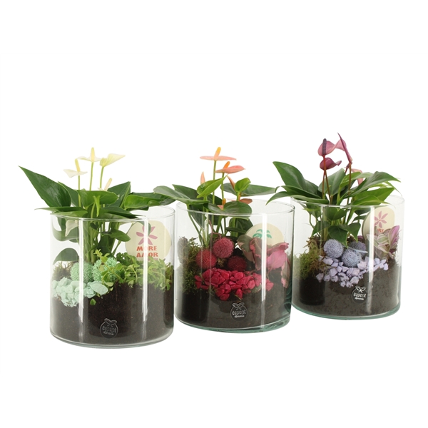 <h4>31635: Color circus arrangement</h4>