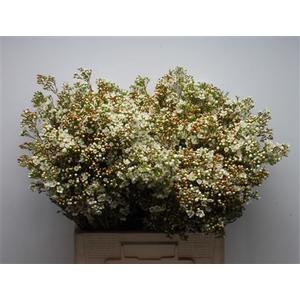 Chamelauc Dawn Pearl