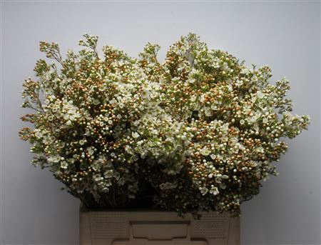 <h4>Chamelauc Dawn Pearl</h4>