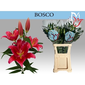LI OR BOSCO