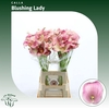 Calla Blushing Lady