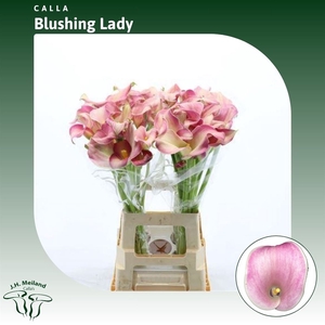 Calla Blushing Lady