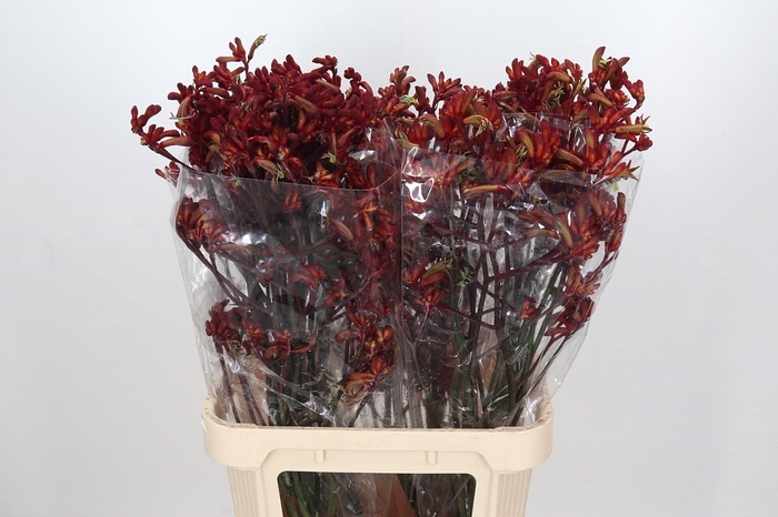 <h4>Anigozanthos Early Spring</h4>
