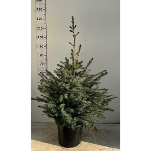 PICEA OMORIKA