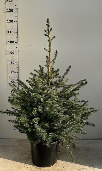 <h4>PICEA OMORIKA</h4>