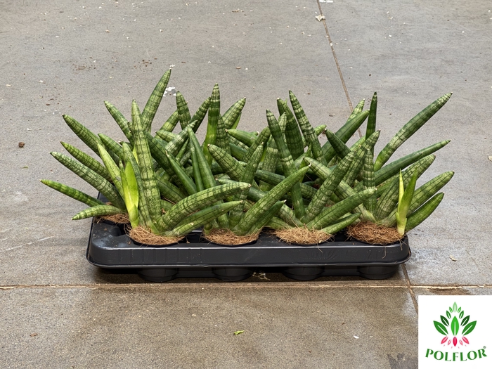 Sansevieria cylindrica Skyline 7Ø 15cm