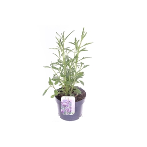 Verbena bonariensis Bonnie Blue