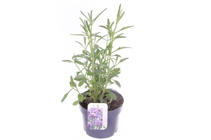 <h4>Verbena bonariensis Bonnie Blue</h4>
