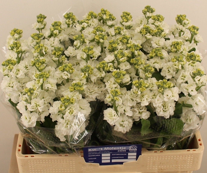 ŽŽŽ Matthiola incana 'White'