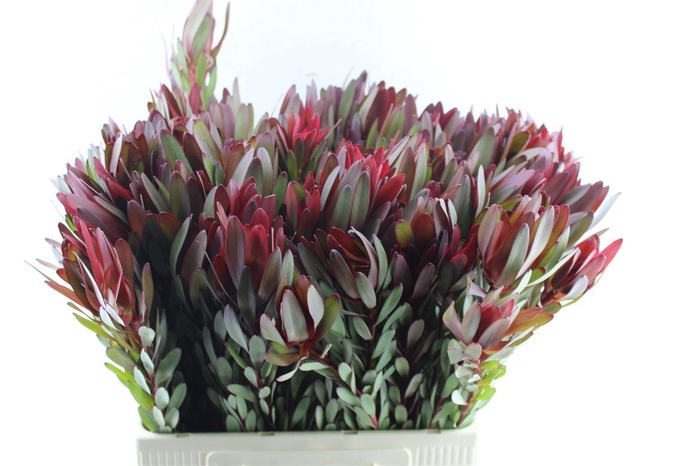 <h4>Leucad Saf Sunset M</h4>