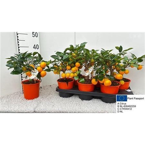 Citr Microcarpa 4 Fruits