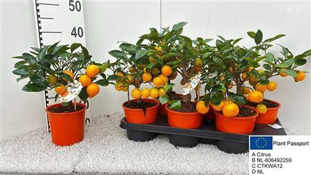 <h4>Citr Microcarpa 4 Fruits</h4>