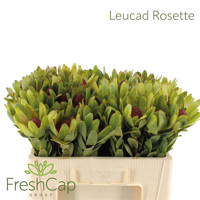 Leucad Rosette