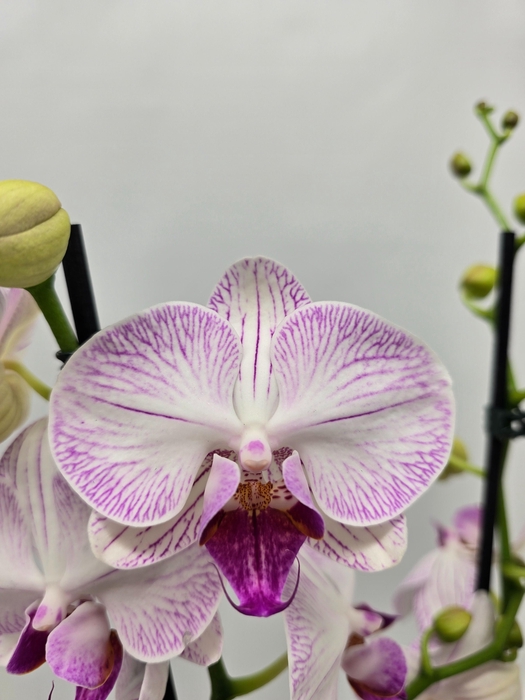 <h4>Limited 67 week 8</h4>