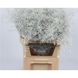 Limonium Beltlaard Klb White