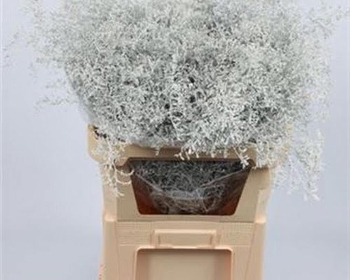 Limonium Beltlaard Klb White