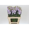 Matthiola Iron Marine