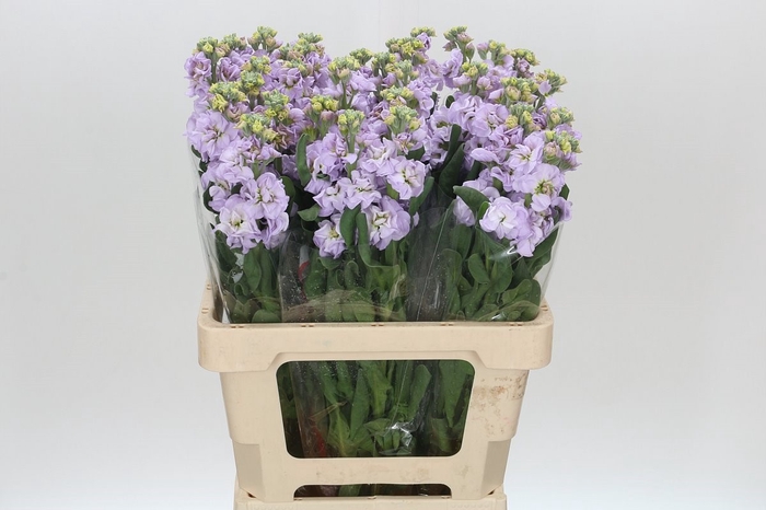 Matthiola Iron Marine