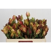 Leucadendron Senorita Spray