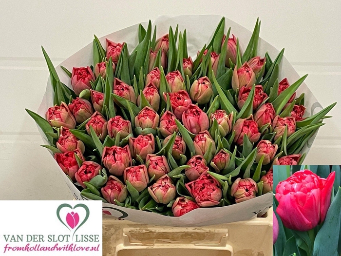 <h4>TU DU DOUBLE TWIST</h4>