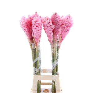 Alpinea Pink L