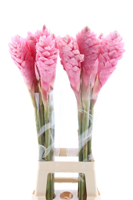 <h4>Alpinea Pink L</h4>