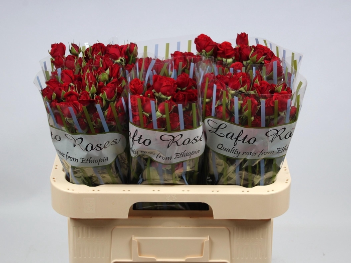 <h4>R TR MIRABEL</h4>