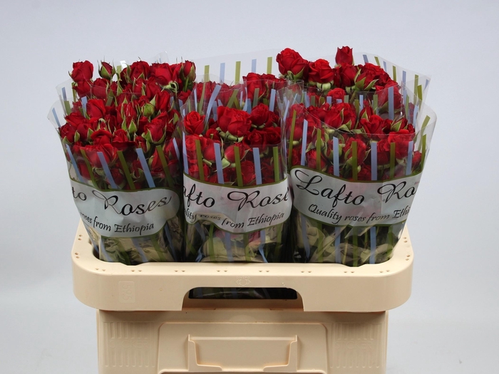 <h4>R TR MIRABEL</h4>