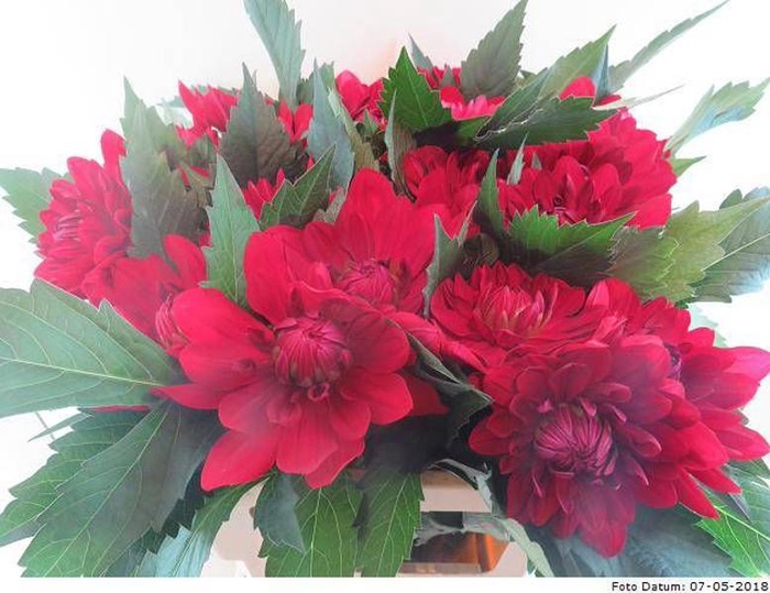 <h4>Dahlia Contessa Baars</h4>
