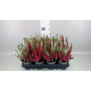 Calluna vulg. 'Beauty L'  ..mix 2/p