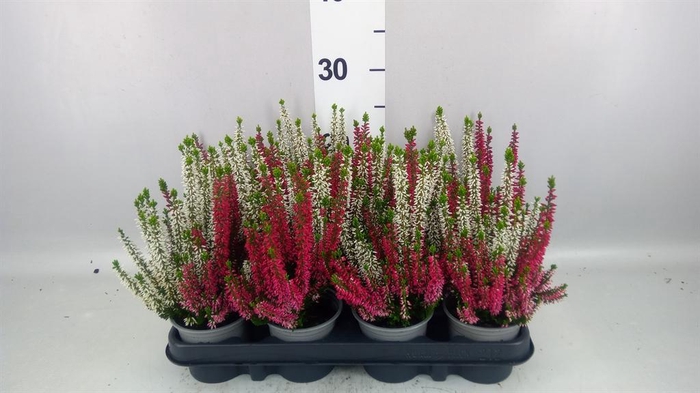 <h4>Calluna vulg. 'Beauty L'  ..mix 2/p</h4>