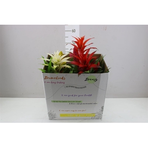 Bromelia Gemengd