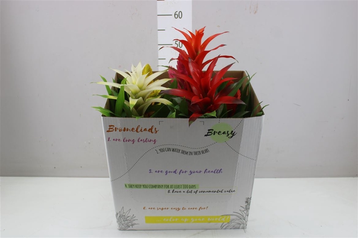 <h4>Bromelia Gemengd</h4>