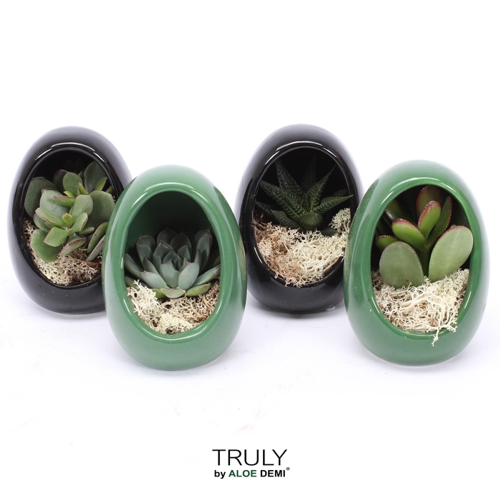 <h4>TRULY Succulent, Egg Colour mix</h4>