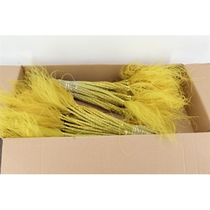 Stypha Yellow