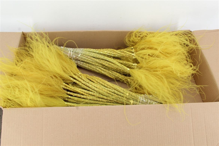 <h4>Stypha Yellow</h4>