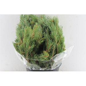Pinus Mugo 400 Gram