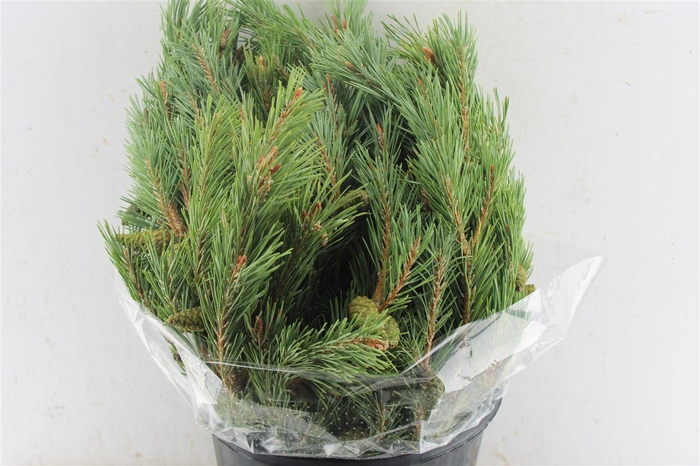 <h4>Pinus Mugo 400 Gram</h4>