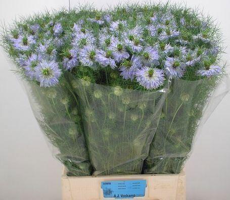 <h4>NIGE DAMASCENA MYSTERY LILA</h4>