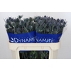 Eryngium Blue Dynamite