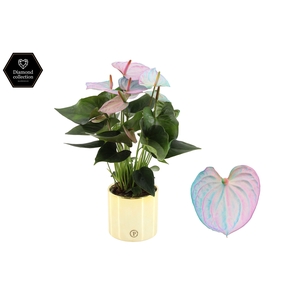 Anthurium 12 cm Make-Upz pearl blue in PURE Laryssa Shiny Gold Ceramics