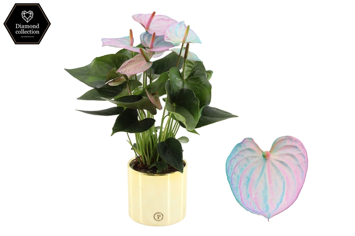 <h4>Anthurium 12 cm Make-Upz pearl blue in PURE Laryssa Shiny Gold Ceramics</h4>